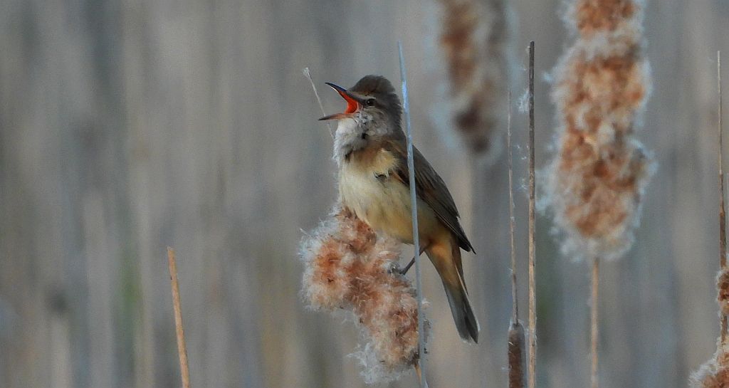 Trzciniak zwyczajny, trzciniak drozdówka, trzciniak (Acrocephalus arundinaceus)