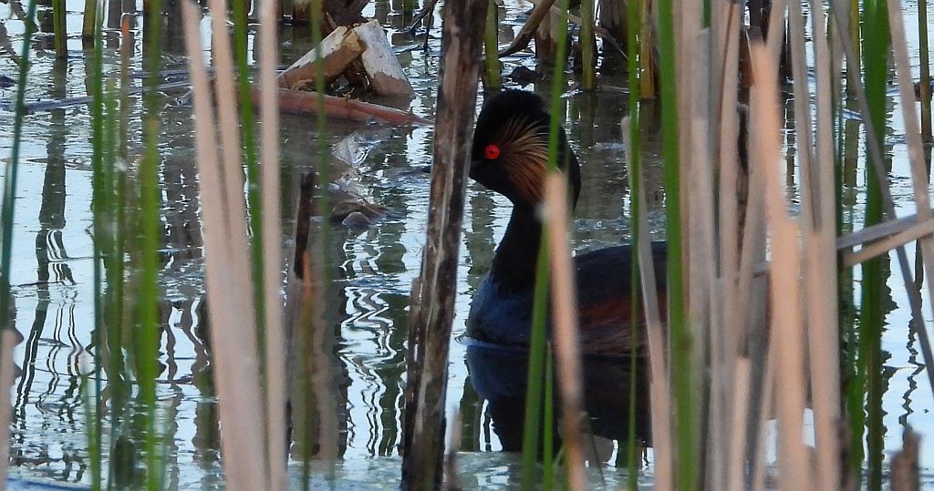 Perkoz zausznik, zausznik (Podiceps nigricollis)
