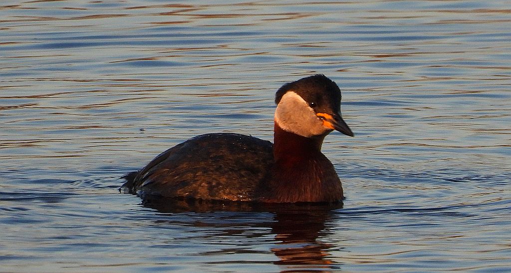 Perkoz rdzawoszyi (Podiceps grisegena)