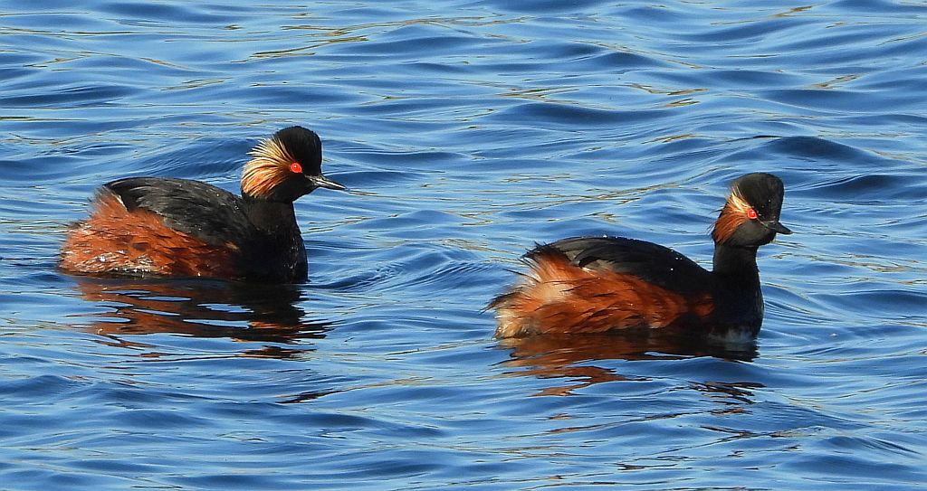 Perkoz zausznik, zausznik (Podiceps nigricollis)