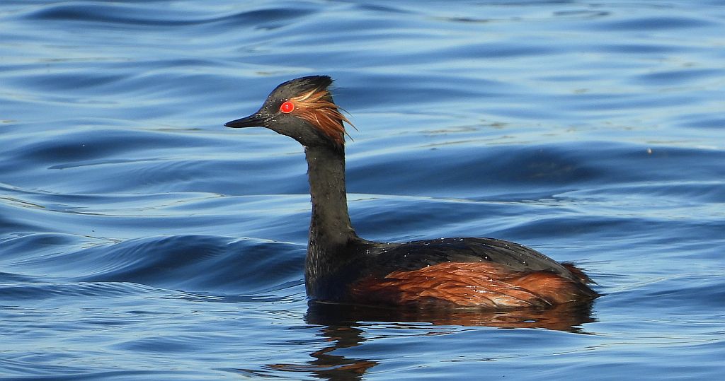 Perkoz zausznik (Podiceps nigricollis)
