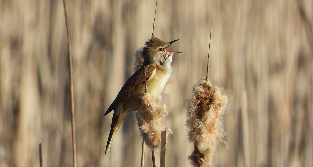 Trzciniak zwyczajny, trzciniak drozdówka, trzciniak (Acrocephalus arundinaceus)