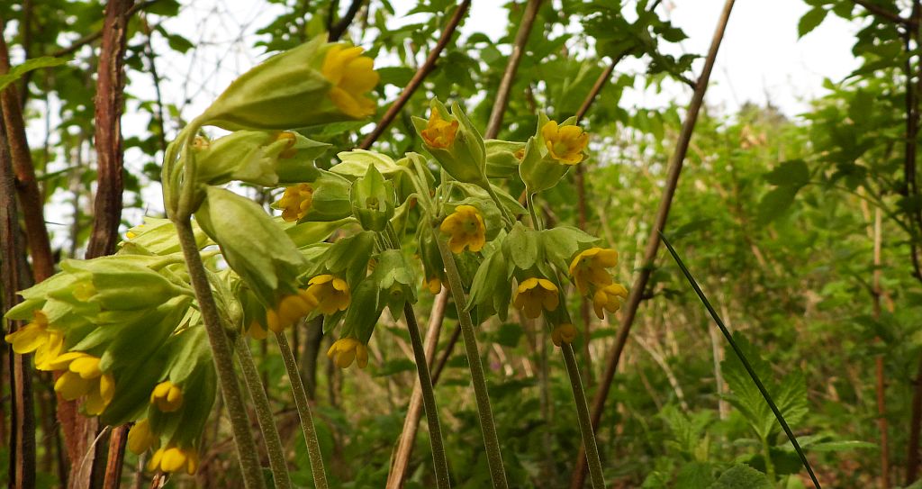 Pierwiosnek lekarski, pierwiosnka lekarska (Primula veris)