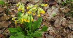 Pierwiosnek lekarski, pierwiosnka lekarska (Primula veris)