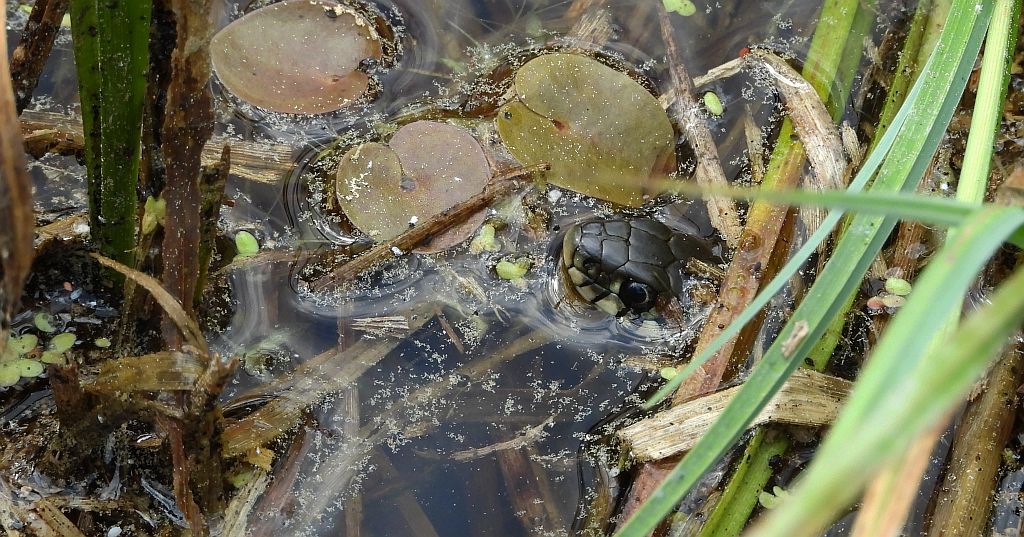 Zaskroniec zwyczajny, zaskroniec (Natrix natrix)