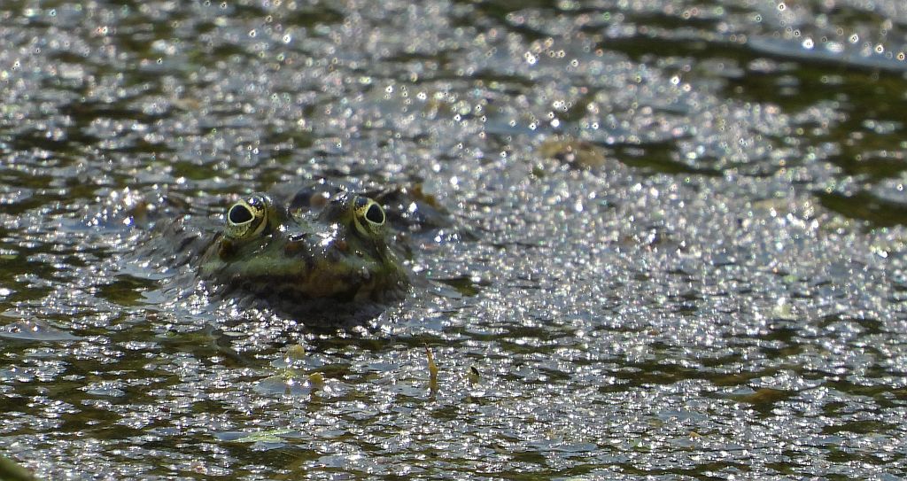Żaba jeziorkowa (Pelophylax lessonae syn. Rana lessonae)
