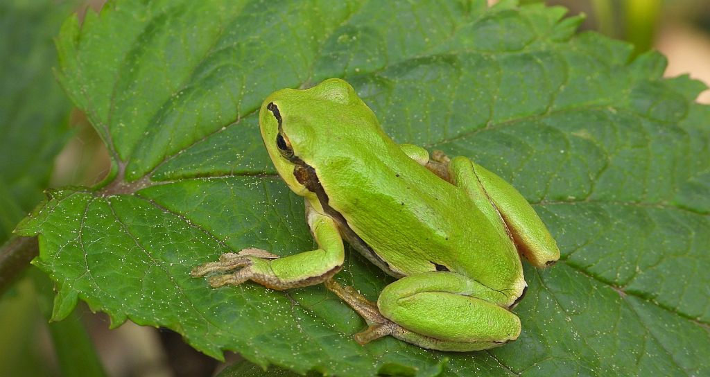 Rzekotka drzewna (Hyla arborea)