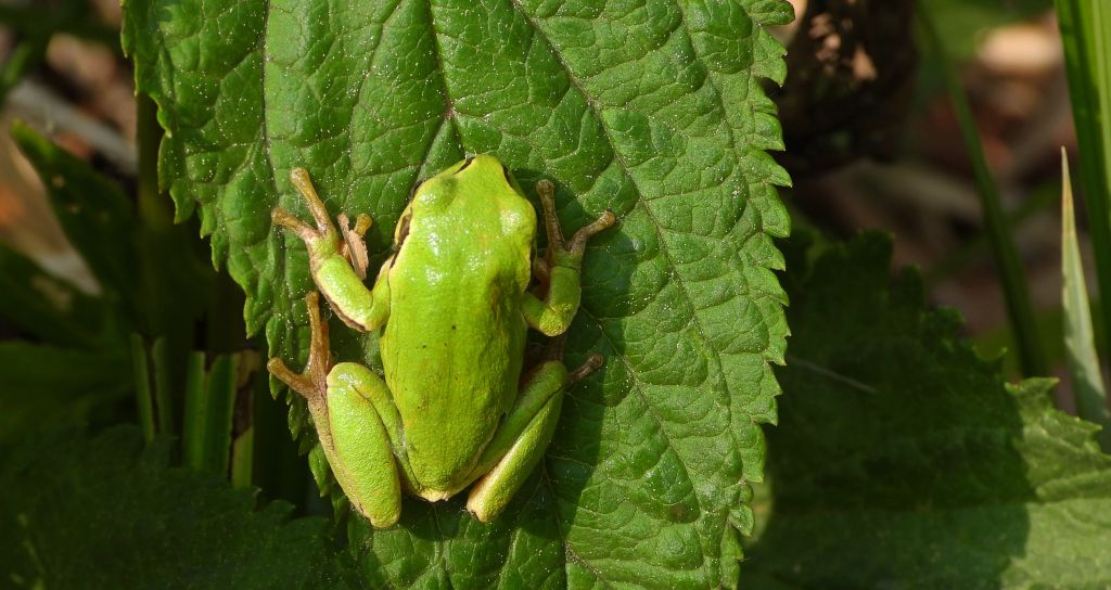Rzekotka drzewna (Hyla arborea)