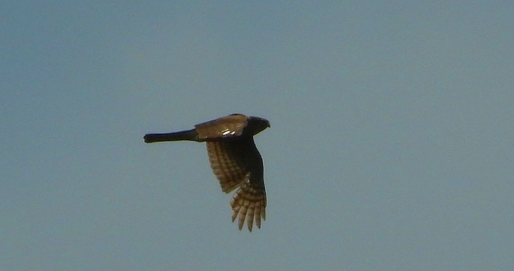 Krogulec zwyczajny, krogulec, jastrząb wróblarz (Accipiter nisus)