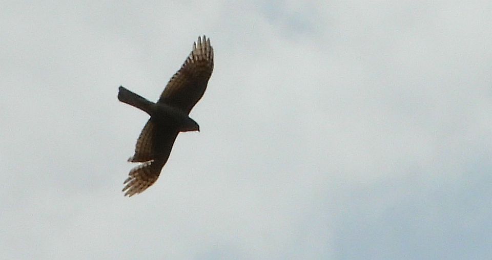 Krogulec zwyczajny, krogulec, jastrząb wróblarz (Accipiter nisus)