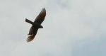Krogulec zwyczajny, krogulec, jastrząb wróblarz (Accipiter nisus)