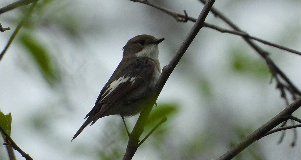Muchołówka żałobna (Ficedula hypoleuca)