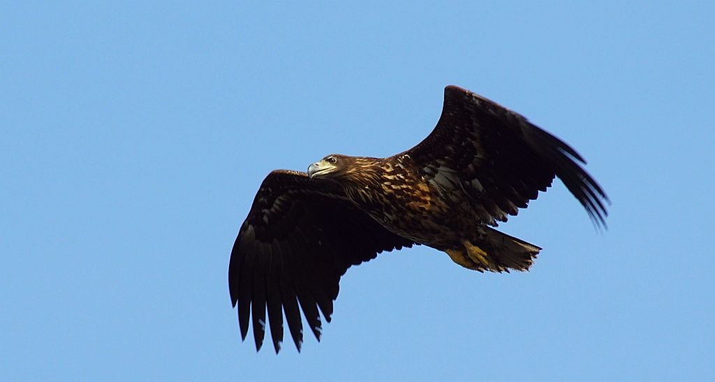 Bielik zwyczajny, bielik, birkut (Haliaeetus albicilla)