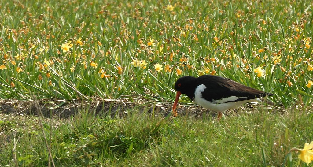 Ostrygojad zwyczajny, ostrygojad (Haematopus ostralegus)