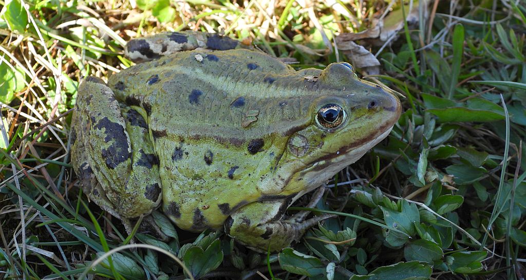 Żaba śmieszka (Pelophylax ridibundus syn. Rana ridibunda)
