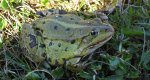 Żaba śmieszka (Pelophylax ridibundus syn. Rana ridibunda)