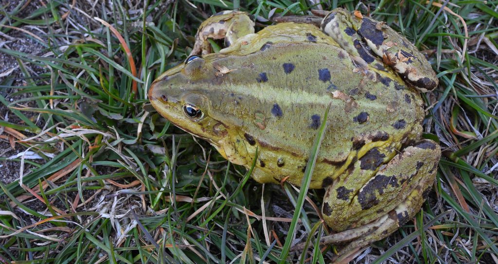 Żaba śmieszka (Pelophylax ridibundus syn. Rana ridibunda)