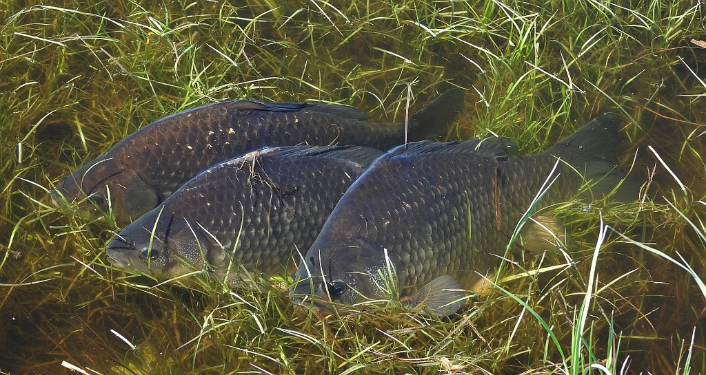Karaś pospolity, karaś (Carassius carassius)
