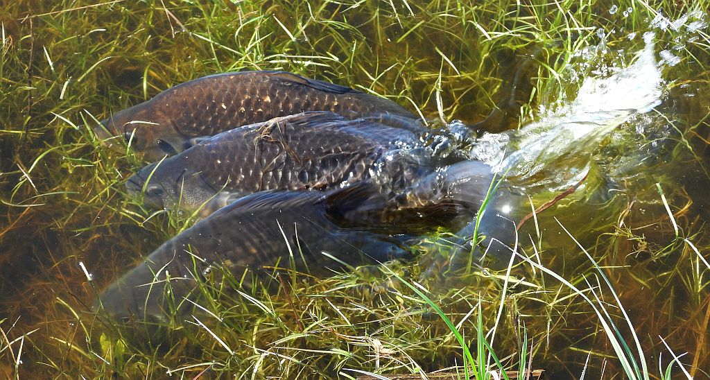 Karaś pospolity, karaś (Carassius carassius)