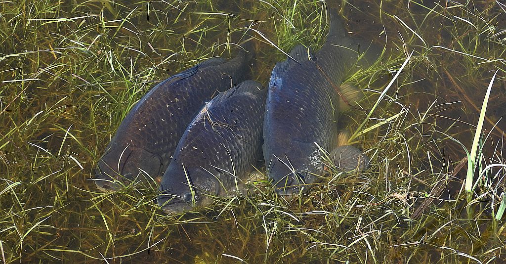 Karaś pospolity, karaś (Carassius carassius)