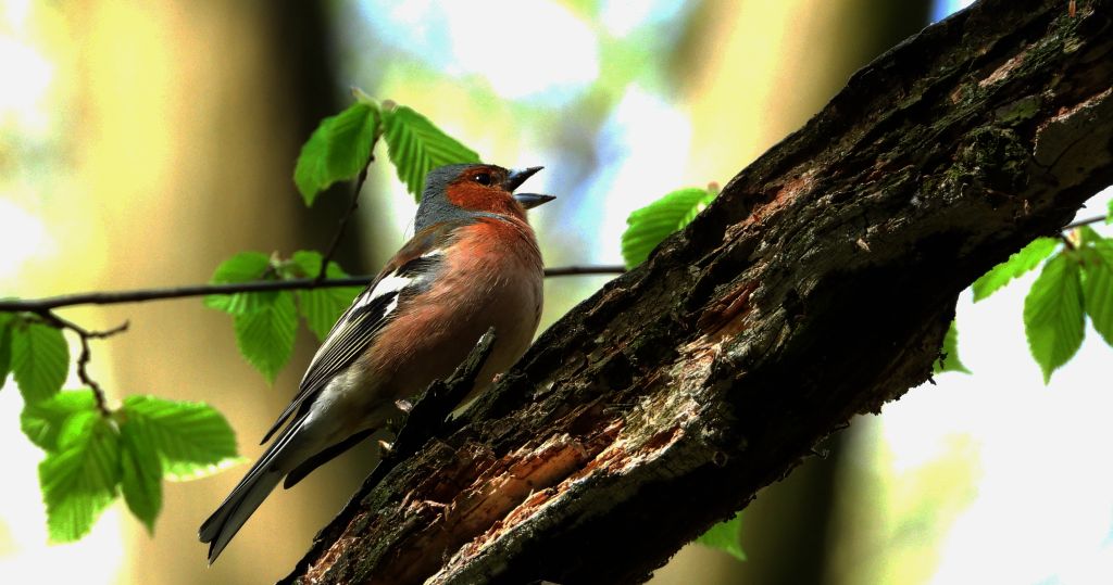 Zięba zwyczajna, zięba (Fringilla coelebs)