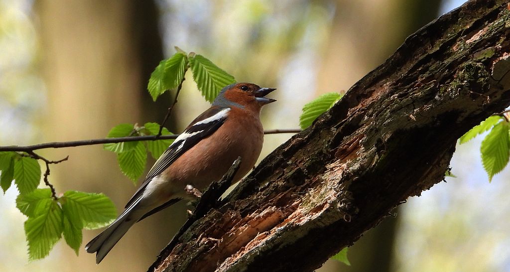 Zięba zwyczajna, zięba (Fringilla coelebs)