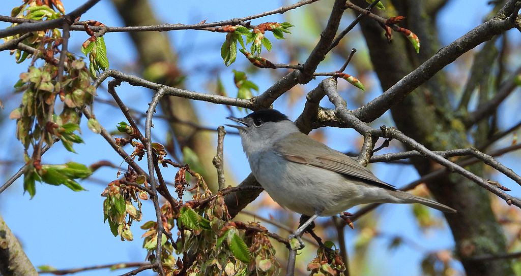 Kapturka, pokrzewka czarnołbista, pokrzewka czarnogłowa (Sylvia atricapilla)