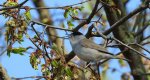 Kapturka, pokrzewka czarnołbista, pokrzewka czarnogłowa (Sylvia atricapilla)