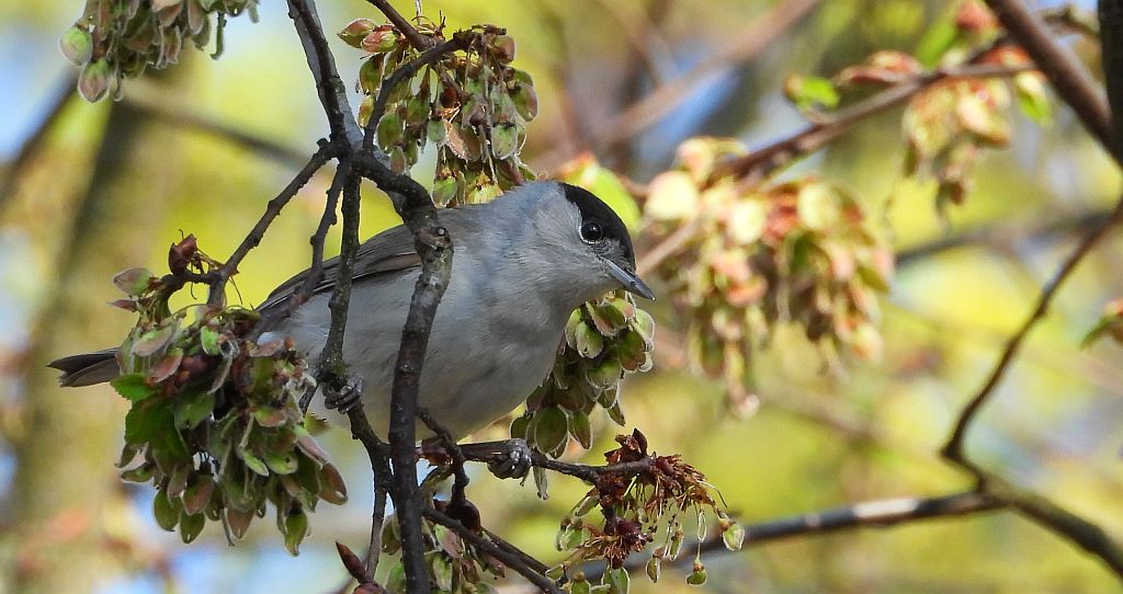 Kapturka, pokrzewka czarnołbista, pokrzewka czarnogłowa (Sylvia atricapilla)