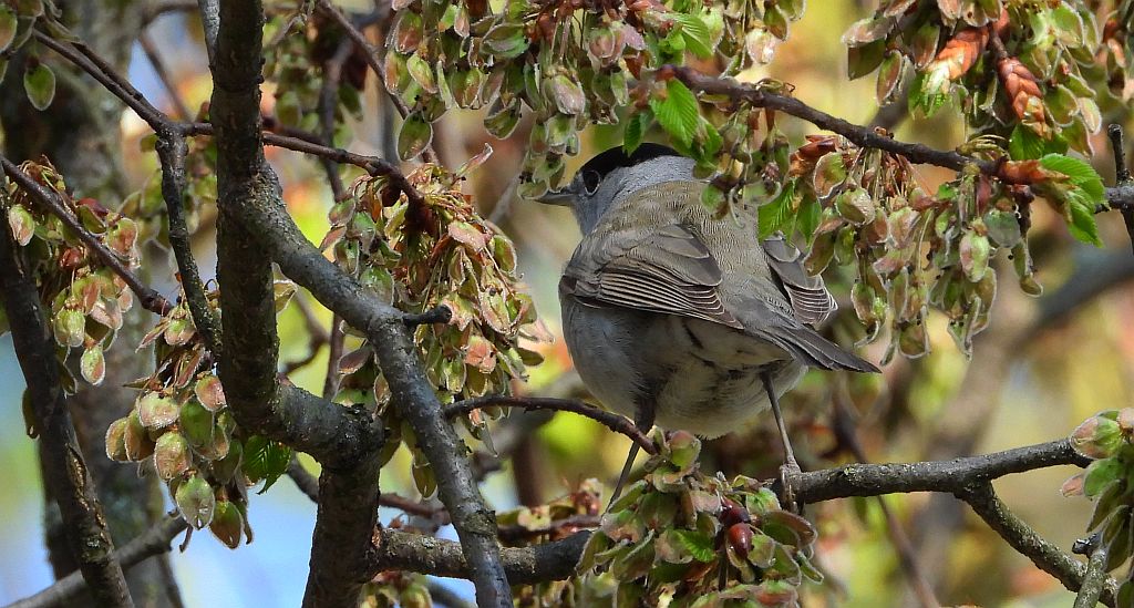 Kapturka, pokrzewka czarnołbista, pokrzewka czarnogłowa (Sylvia atricapilla)