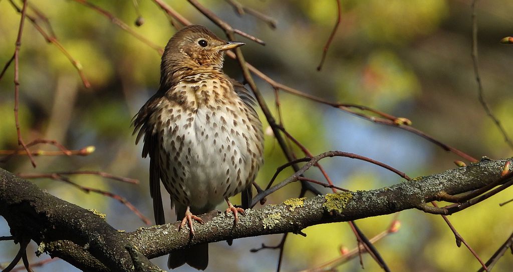Drozd śpiewak, śpiewak (Turdus philomelos)