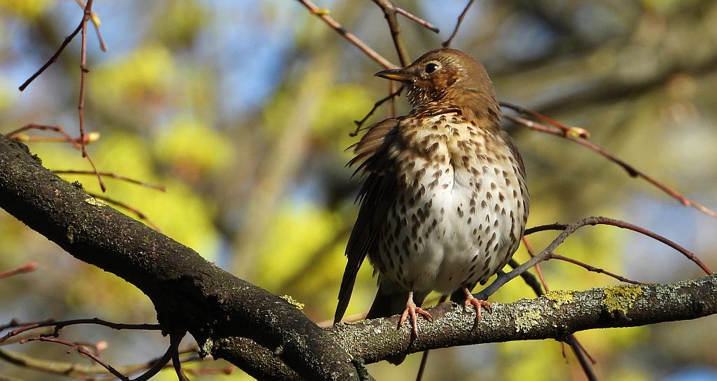 Drozd śpiewak, śpiewak (Turdus philomelos)