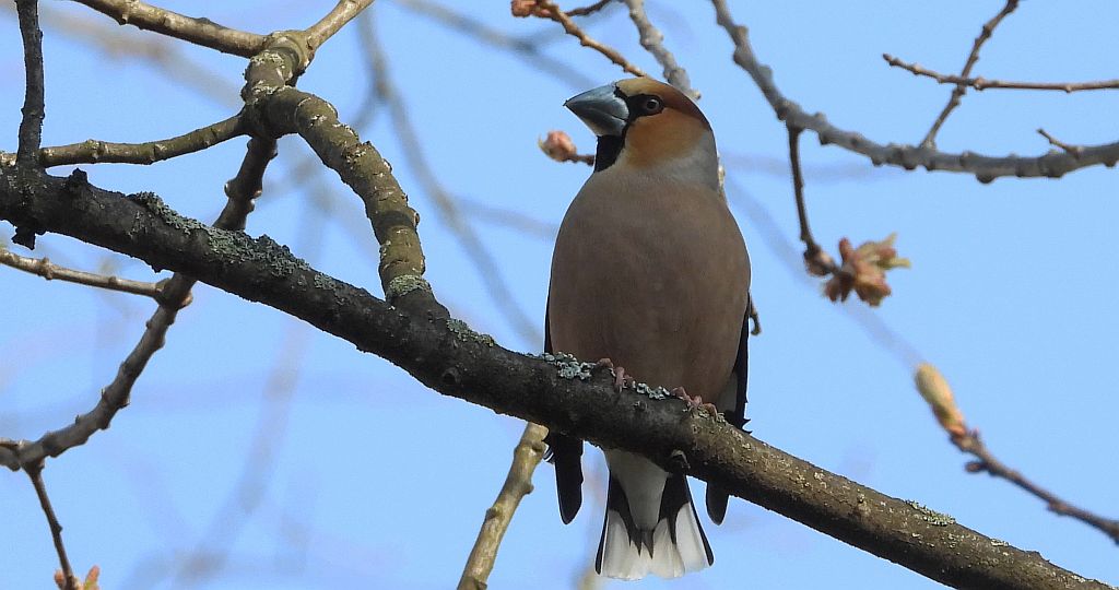 Grubodziób zwyczajny, grubodziób, pestkojad, grabołusk (Coccothraustes coccothraustes)