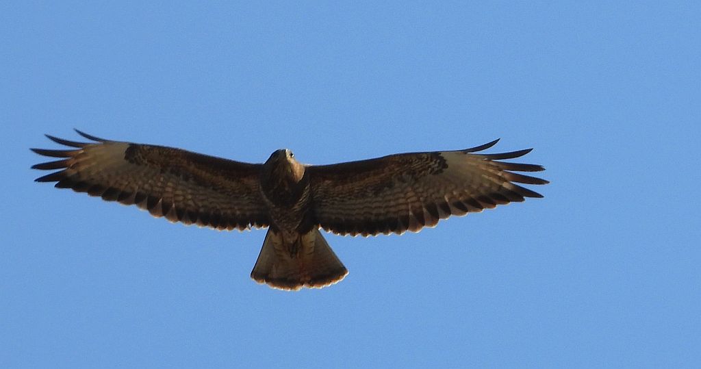 Myszołów zwyczajny, myszołów (Buteo buteo)