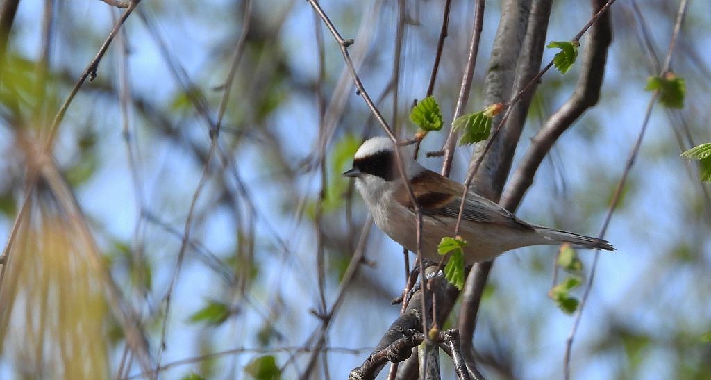 Remiz zwyczajny, remiz (Remiz pendulinus)