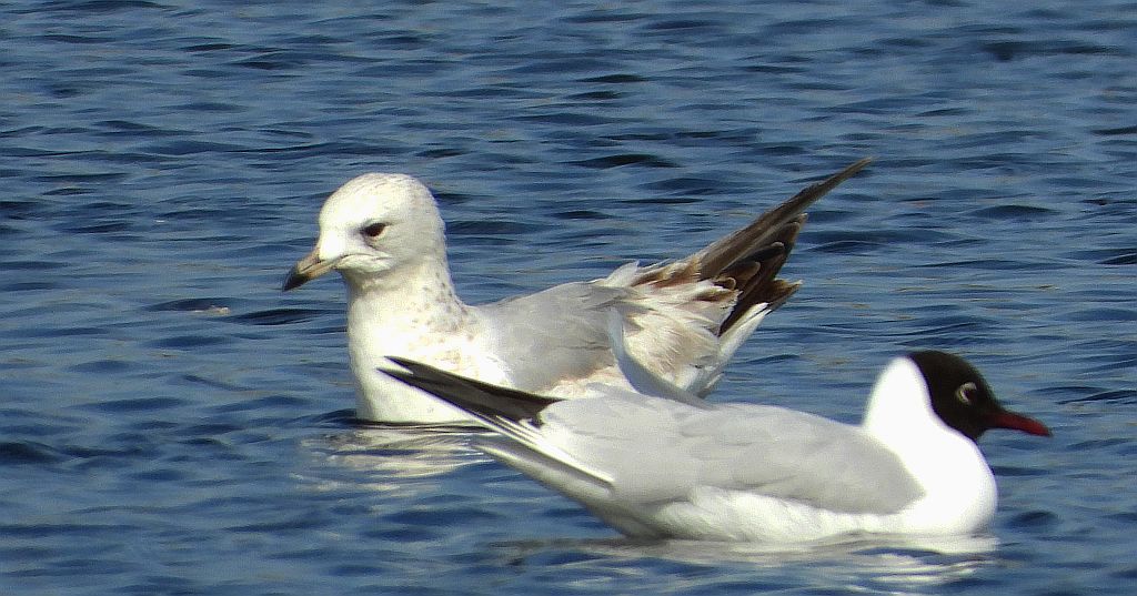 Mewa śmieszka, śmieszka (Chroicocephalus ridibundus) i mewa siwa, mewa pospolita (Larus canus)
