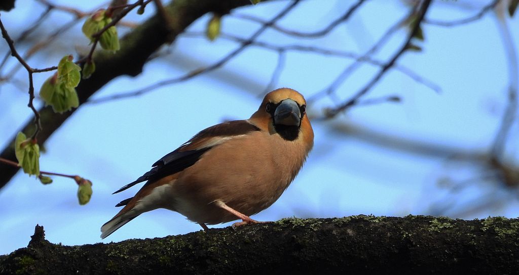 Grubodziób zwyczajny, grubodziób, pestkojad, grabołusk (Coccothraustes coccothraustes)