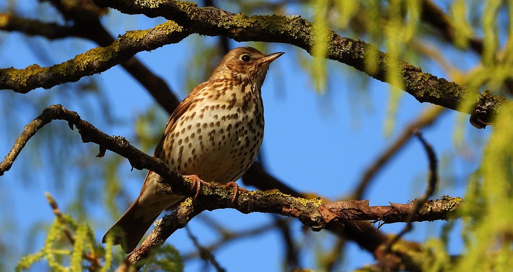 Drozd śpiewak, śpiewak (Turdus philomelos)