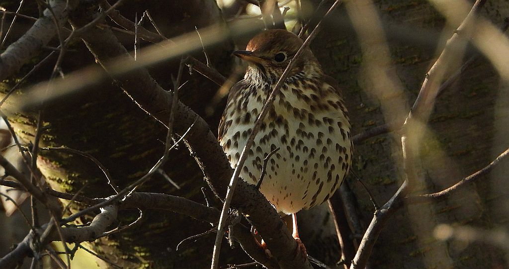 Drozd śpiewak, śpiewak (Turdus philomelos)