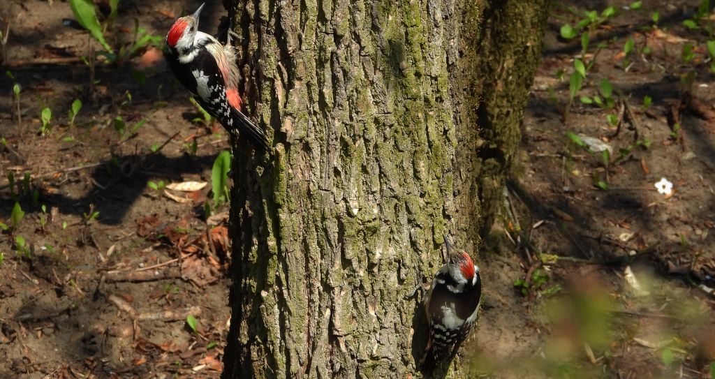 Dzięcioł średni (Dendrocopos medius)