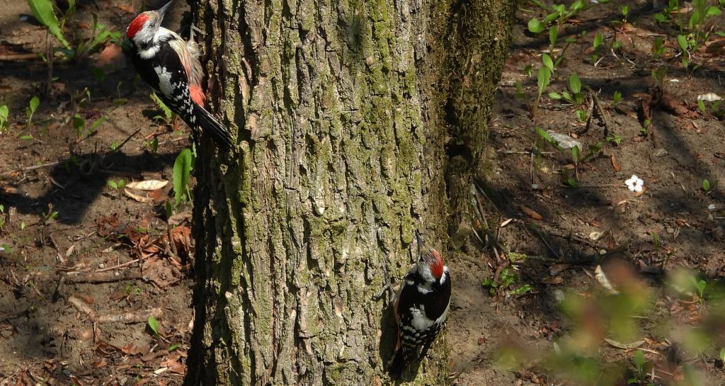 Dzięcioł średni (Dendrocopos medius)