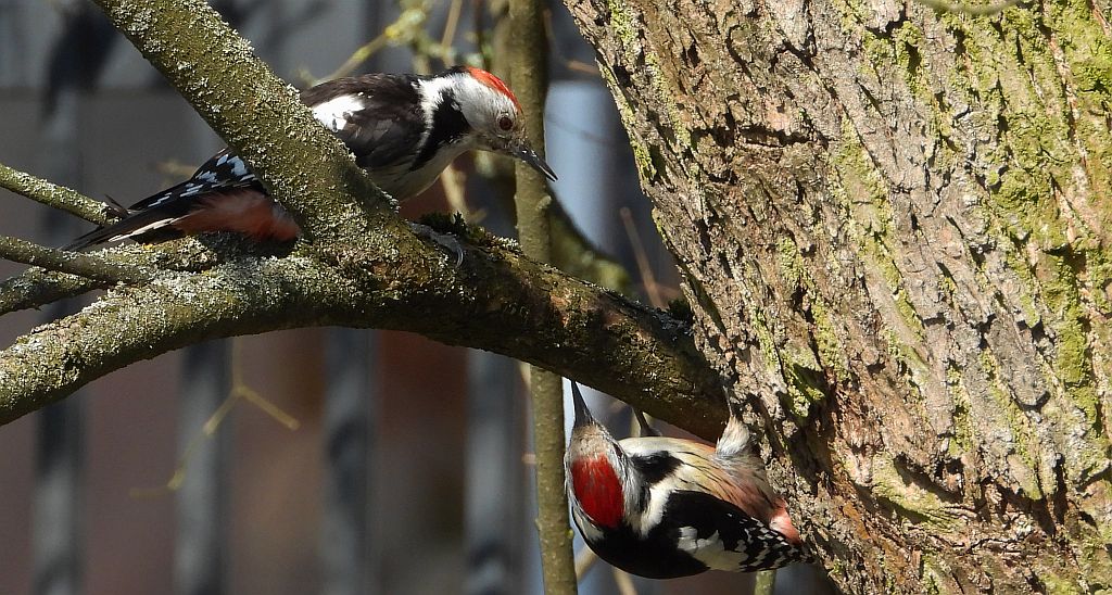 Dzięcioł średni (Dendrocopos medius)