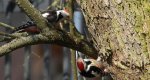 Dzięcioł średni (Dendrocopos medius)