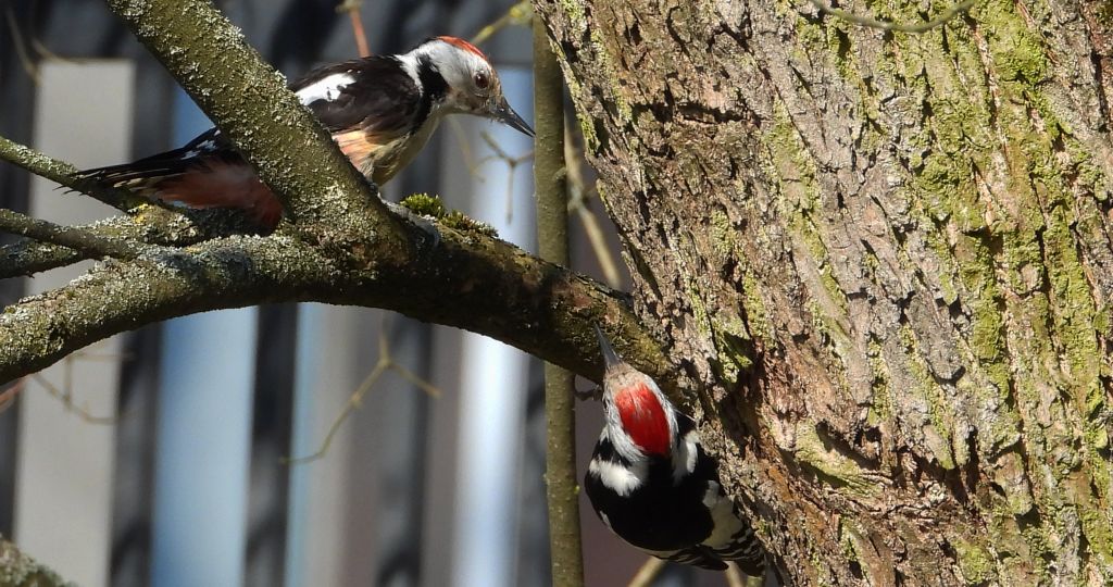 Dzięcioł średni (Dendrocopos medius)