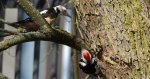 Dzięcioł średni (Dendrocopos medius)