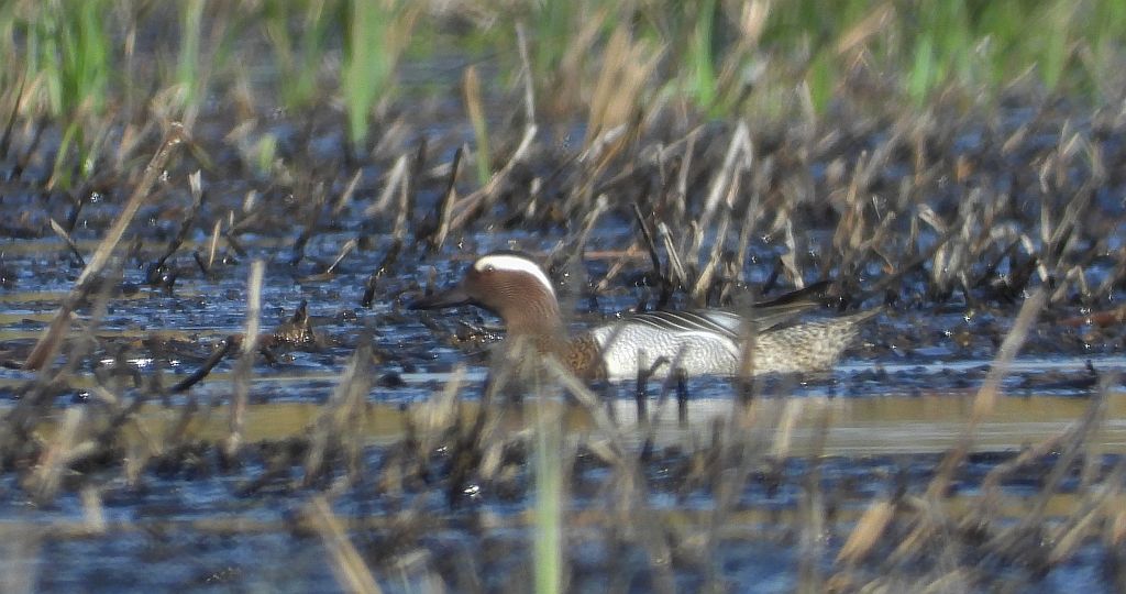 Cyranka zwyczajna, cyranka (Spatula querquedula)