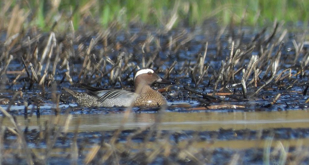 Cyranka zwyczajna, cyranka (Spatula querquedula)