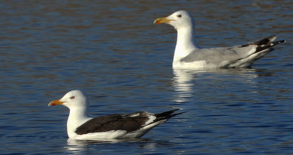 Mewa żółtonoga (Larus fuscus) i mewa srebrzysta (Larus argentatus)