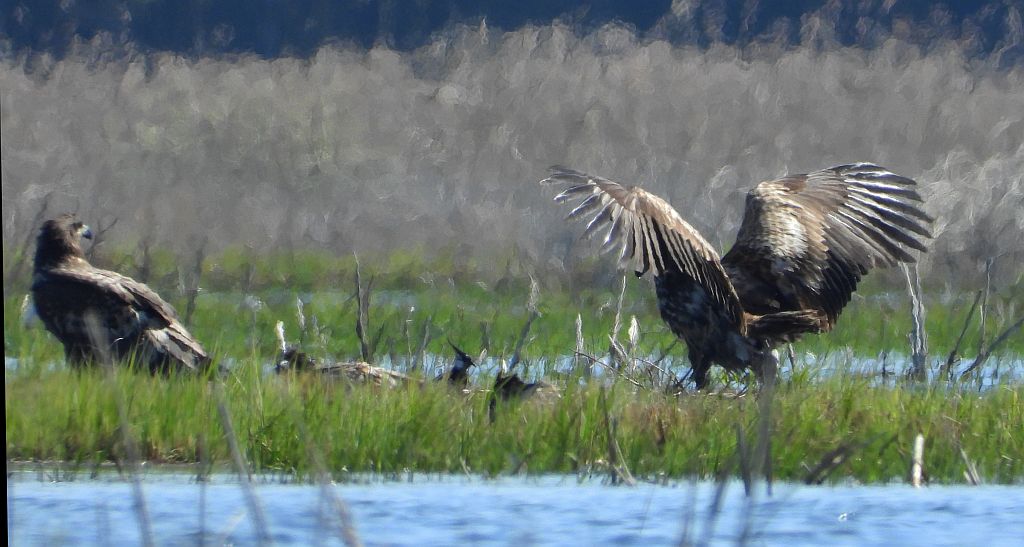 Bielik zwyczajny, bielik, birkut (Haliaeetus albicilla)