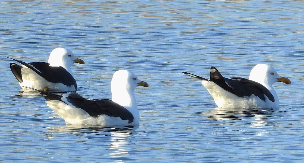 Mewa żółtonoga (Larus fuscus)
